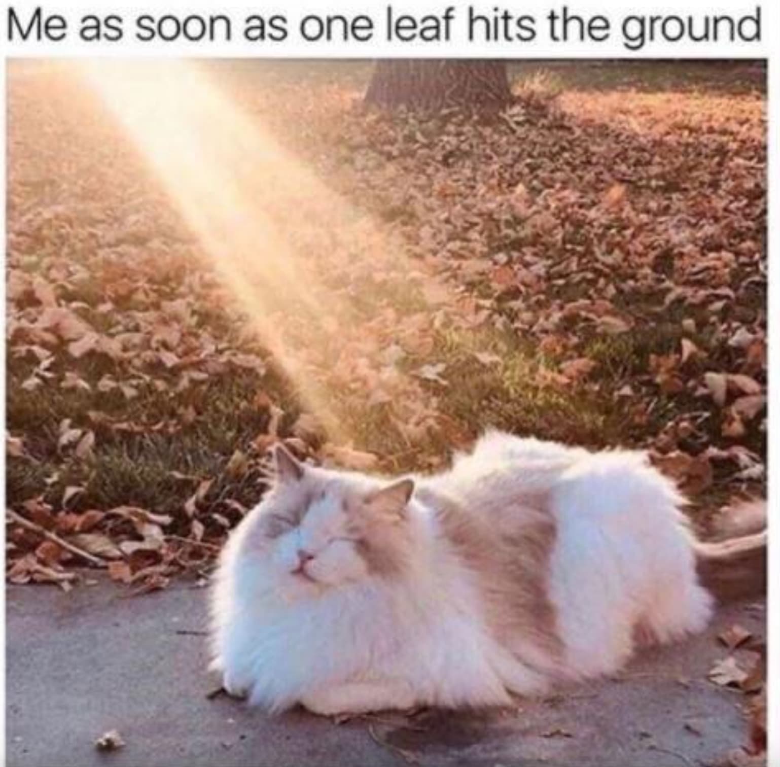 fall meme - Me as soon as one leaf hits the ground